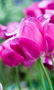 Free Download Tulips Wallpapers APK for Android
