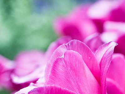 壁紙 チューリップ ピンク 141304