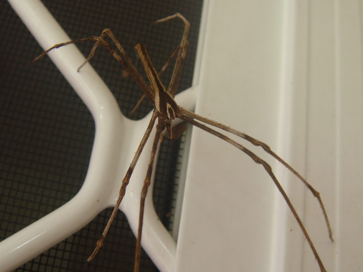 Rufous Net-casting Spider