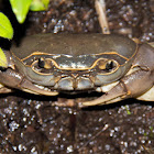 Sweet water crab