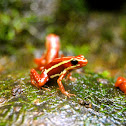 Strawberry poison-dart frog