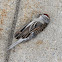 chipping sparrow