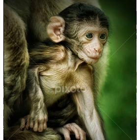 That little pink tongue by Veronique Aubois-Mann - Animals Other Mammals