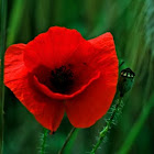 Poppy