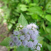 Mistflower