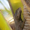Amazon Lava Lizard