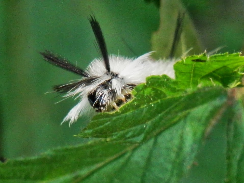 Banded Tussock Moth+Video