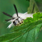 Banded Tussock Moth+Video