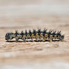 Vanessa sp. caterpillar