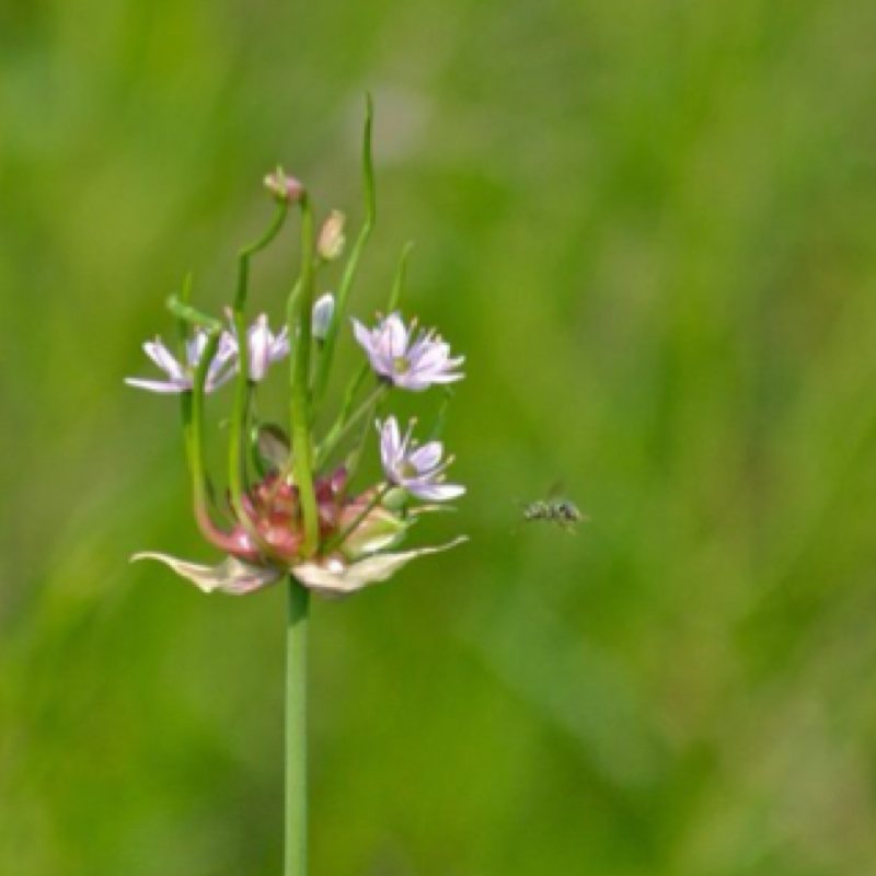 Sweat bee & wild onion