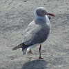 Gray-headed Gull