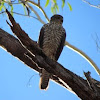 Collared Sparrowhawk