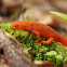Red Spotted Newt (Red Eft)