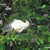 Black headed Ibis