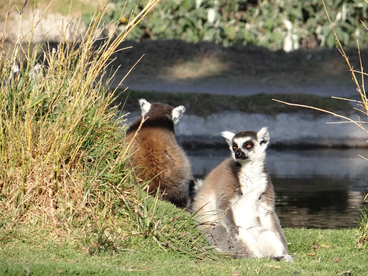 Lemur de cola anillada