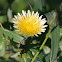 Smooth Sow Thistle