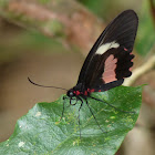 Parides Butterfly