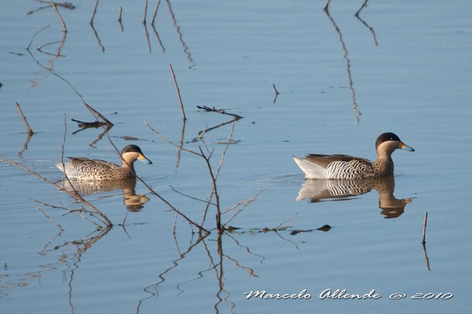 Silver teal