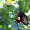 Common Mormon Butterfly (Female)