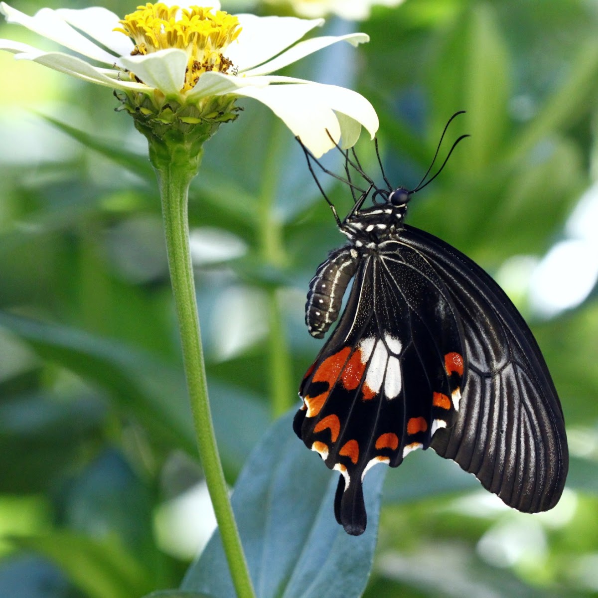 Common Mormon Butterfly (Female)