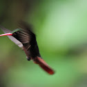 Rufous tailed hummingbird