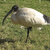 The Australian white ibis
