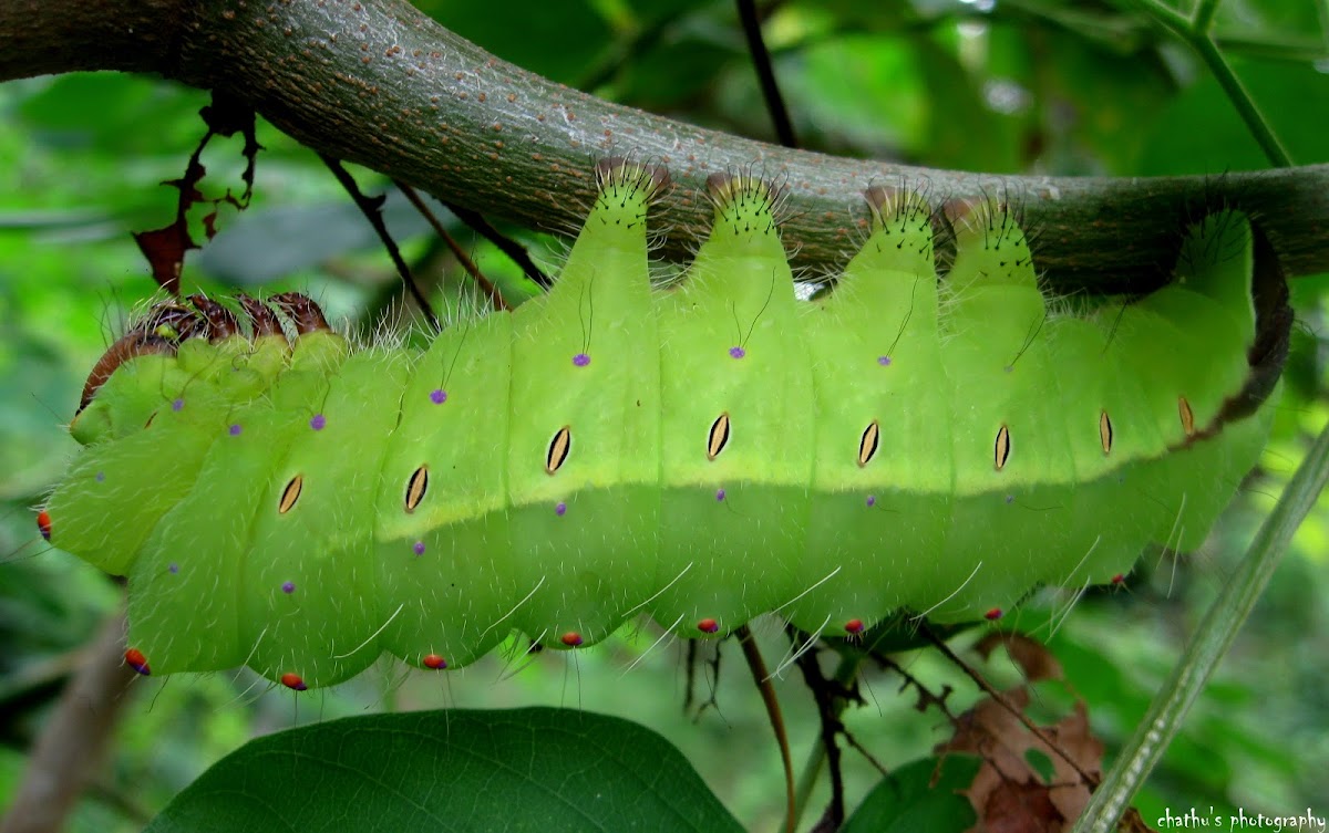 Tussar Silk Moth caterpillar
