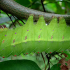 Tussar Silk Moth caterpillar