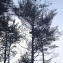 Virginia pine tree