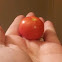 James tomato
