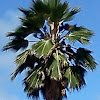 California Washingtonia (California Fan Palm)