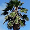 California Washingtonia (California Fan Palm)