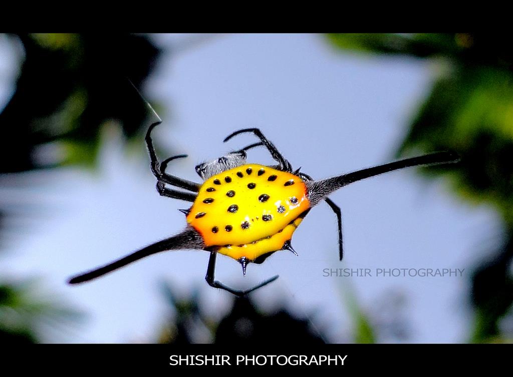 Spiny orb weaver