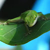 Carolina Green Anole Lizard