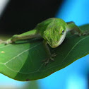 Carolina Green Anole Lizard