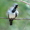 Namaqua dove (male)