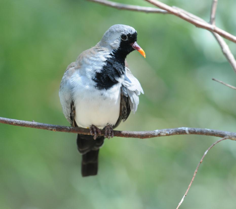 Namaqua dove (male)