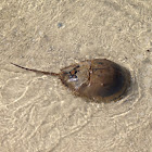 Horseshoe crab