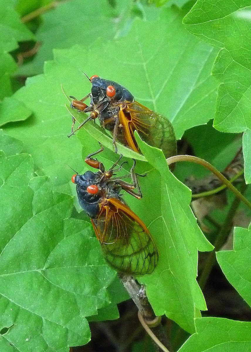 Periodical Cicada (Magiciacada)