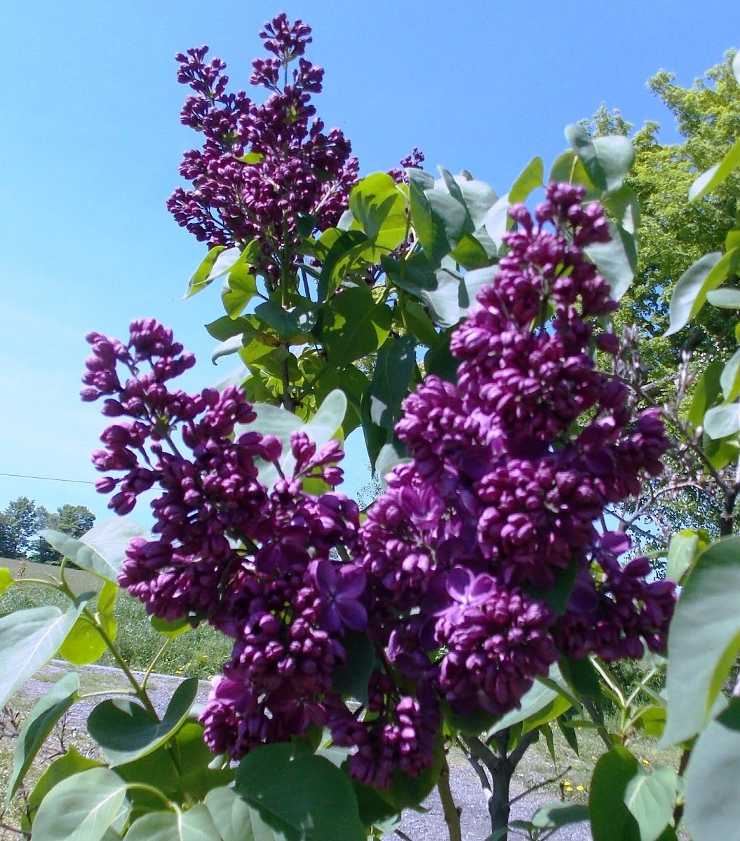 Lilac (flowering shrub)