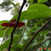 Red Grasshawk  or  Common Parasol