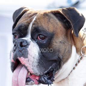 by Dipak Marfatia - Animals - Dogs Portraits