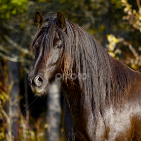 by Kristin Smestad - Animals Horses