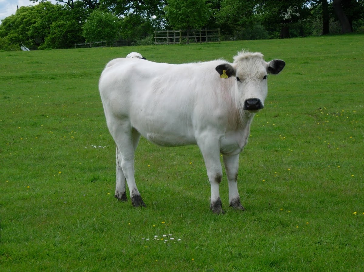 Vaca. Cow