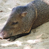 Collared peccary, javelina, saíno, báquiro