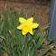 Yellow Dwarf Trumpet Daffodil