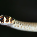 Green Whip Snake, ssp. carbonarius