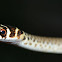 Green Whip Snake, ssp. carbonarius