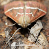 Volupial Pyrausta Moth