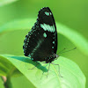 Great Eggfly Buttefly